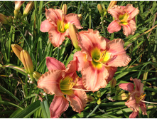 ������� �����