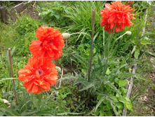 ��� ��������