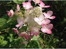 ����� ����