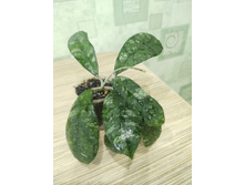 Hoya Sp. SR 2012-017 Corneri