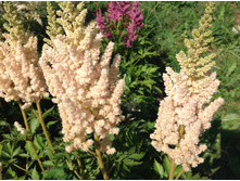 ������ �������