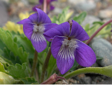 ������ �����������.jpg