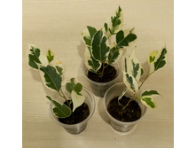 ����� ���������� ������� - 150 ���.