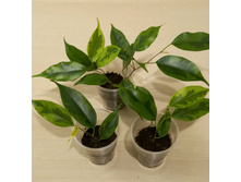 ����� ���������� Regidan.jpg - 150 ���.