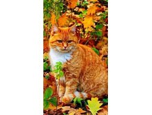 ������� �����