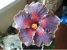 Chris endless passion