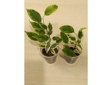 ����� ���������� ������.jpg - 150 ���.