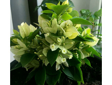 ����������� Daybreak Pixi.jpg - 300 ���.