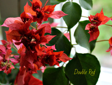 ����������� Double Red.jpg - 300 ���.