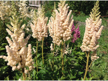 ������ �������