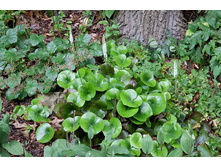 ������ Galax urceolata.jpg