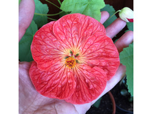 �������� ����.jpg - 300 ���.