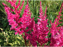 ����� ������� �����