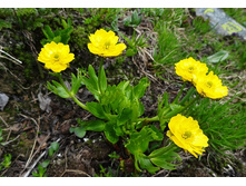 ����� ��������.jpg