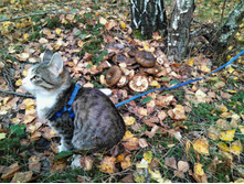 ��� ���, ���� �������� ...