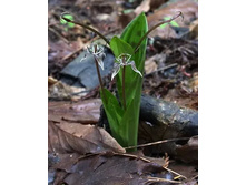 C�������� Scoliopus bigelovii.jpg