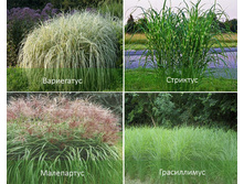 ��������� 1.jpg