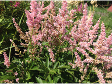 ��� ����