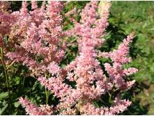 ��� ����