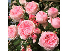 Giardina ���� ���� 7,65+13% �������� 1 ��.jpg