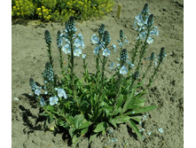 �������� ������������.jpg