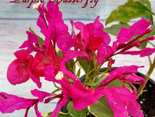 ����������� Purple Butterfly (�.�.) - 600 ���.