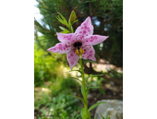 ��������� ��������2.jpg