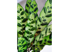 ������� ����������.jpg - 250-300 ���.