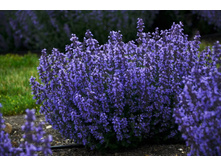 �������� ������� Six Hills Giant1.jpg