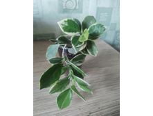 ���� Australis albomarginata.