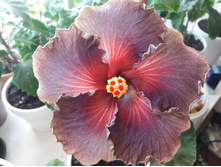 Chris endless passion