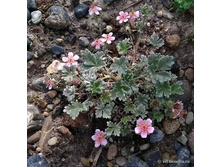 �������� ����������1.jpg