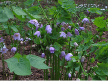 �������� ranzania japonica.jpg