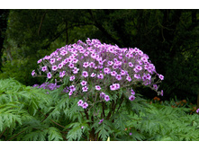 ������ ����������.jpg