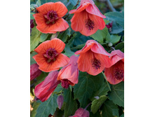 �������� Fairy Coral Red - 250 ���.