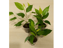 ����� ���������� �����.jpg - 100 ���.