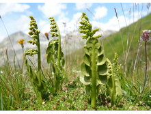 ���������� �������.jpg