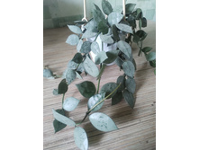 Lacunosa "Eskimo silver"