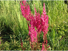 ����� ������� �����