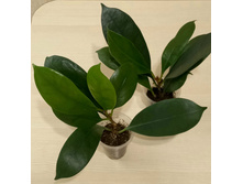 ����� ������������ - 300 ���.