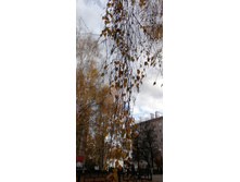 IMG 20211017 150157.jpg