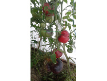 ������� ������