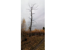 IMG 20211016 103532.jpg