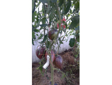 ���������� �������� ����������� �����