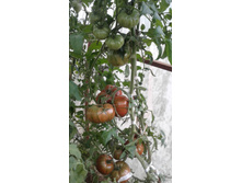 ��������� �������