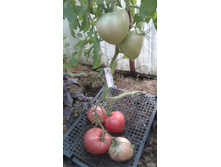 ��������� ������