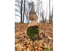 IMG 20211023 115626-01.jpeg