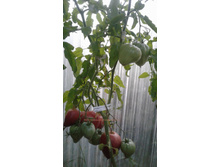 ��������� ��������� �������