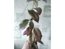 Hoya Hellwigiana.