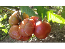 ������� ����